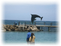 Dolphin Somersault