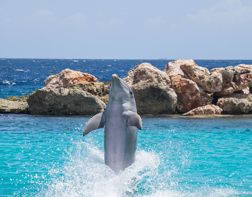 dolphin excursions near me